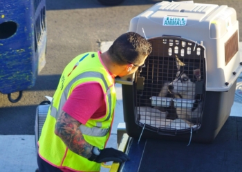 Policy changes leave military families, pets stranded