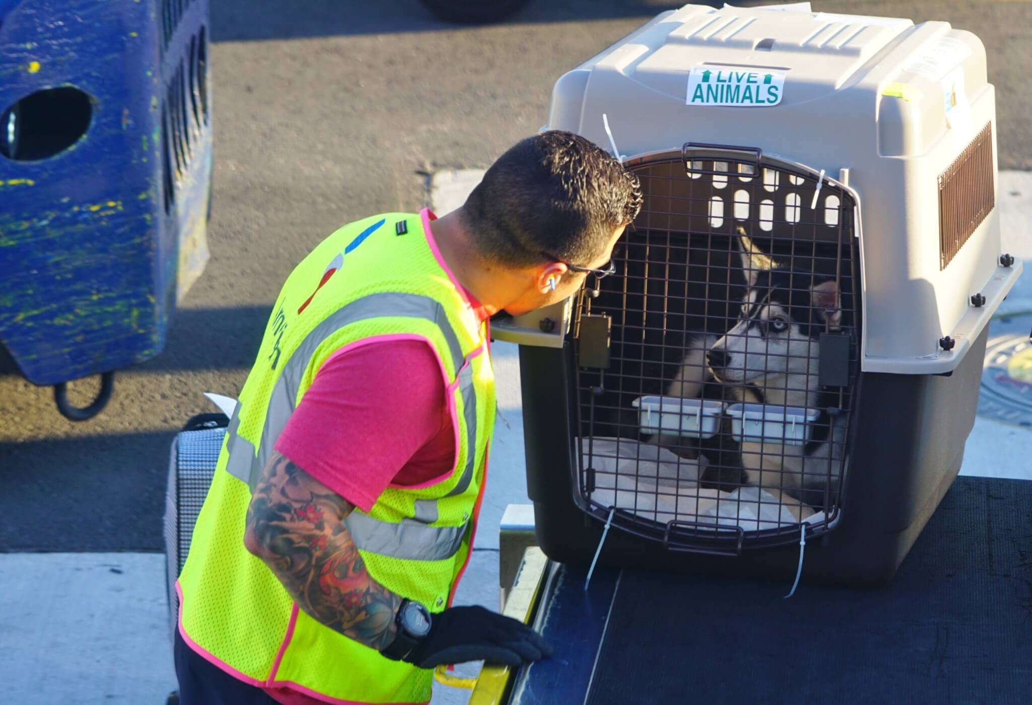 Policy changes leave military families, pets stranded