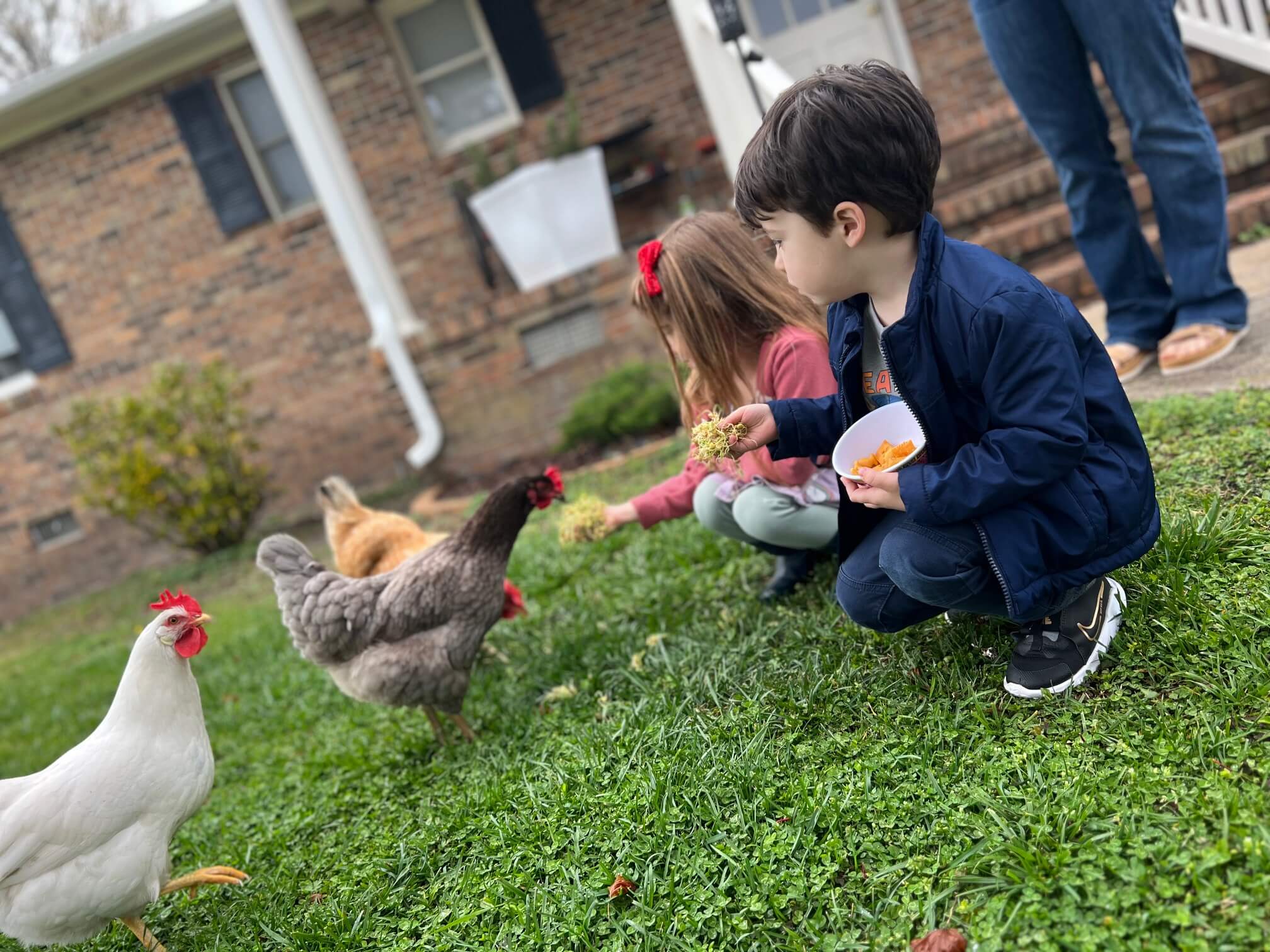 Why this Coast Guard spouse thinks you should consider raising chickens — and how to get started
