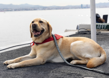 Mutt with a mission: deployed aboard USS Ford 