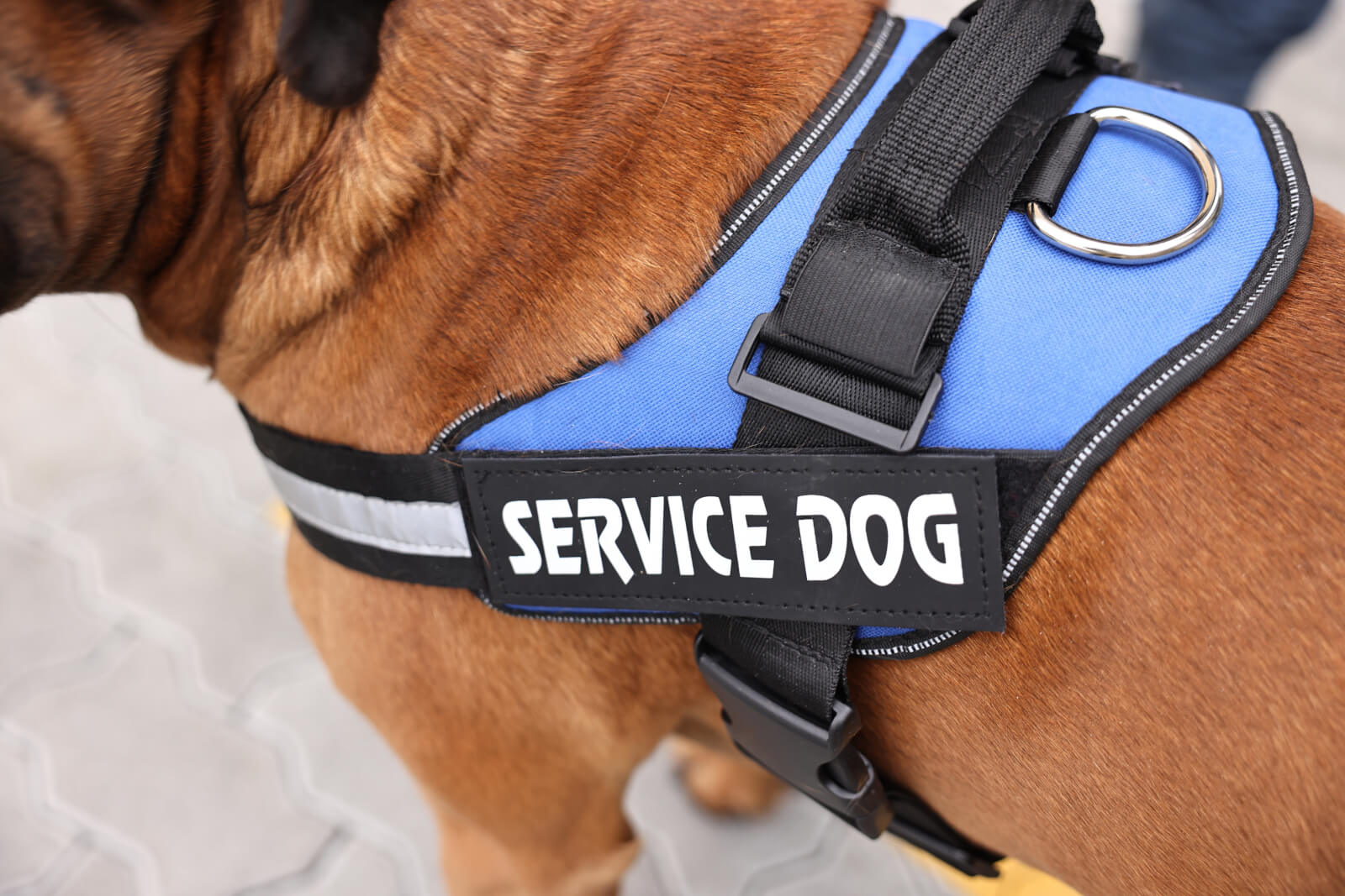 Nonprofit trains service dogs to be ‘tool on the path to recovery’ for veterans